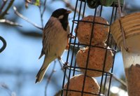 Reed Bunting