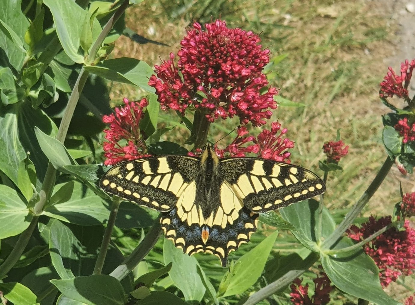 Swallowtail 31st May 2020 by slipway