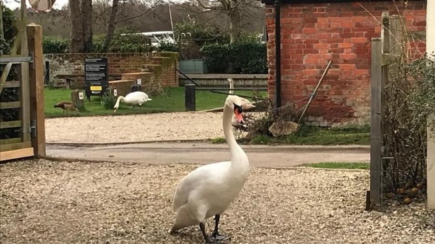 Hungry Swans Feb 2020