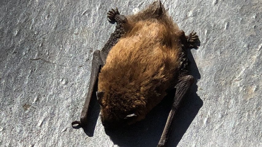 Soprano Pipistrelle 29th March 2021