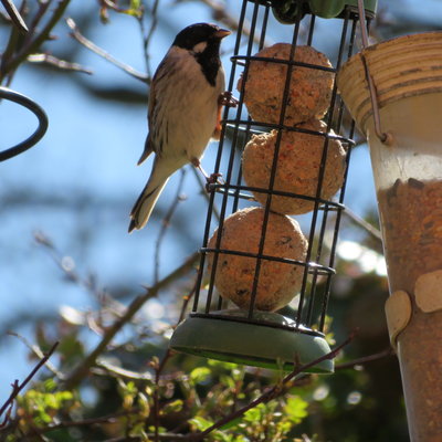 Reed Buntings