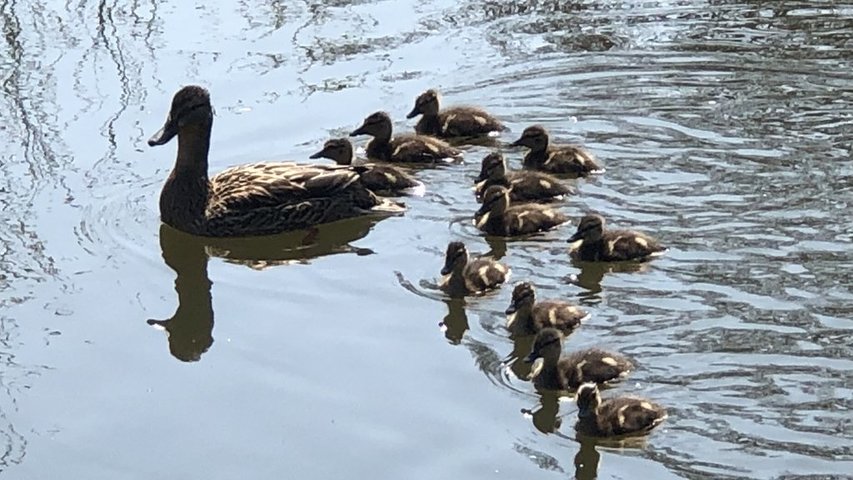 First Batch of Ducklings on the Broad 19th April 2021