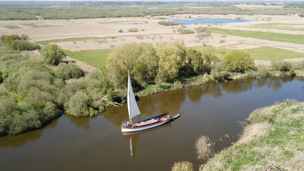 Wherry Olive On Fleet Dyke 