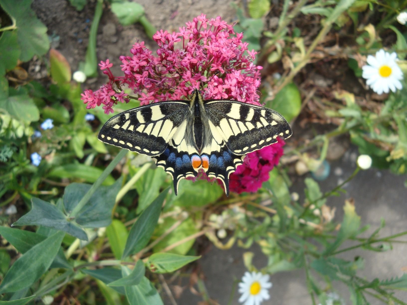 Swallowtail 5th June 2011 - Ranworth Church Tearoom