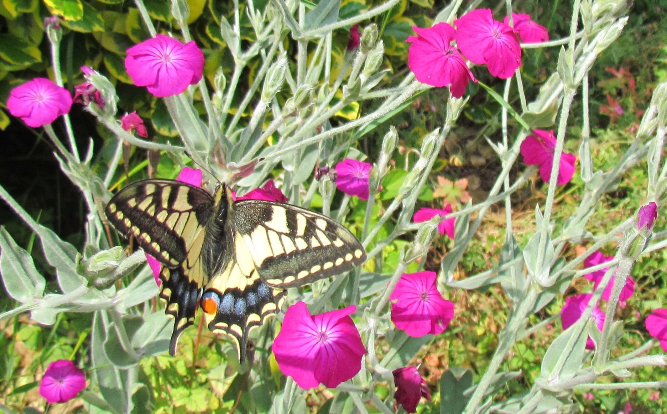 Swallowtail in back garden 2018