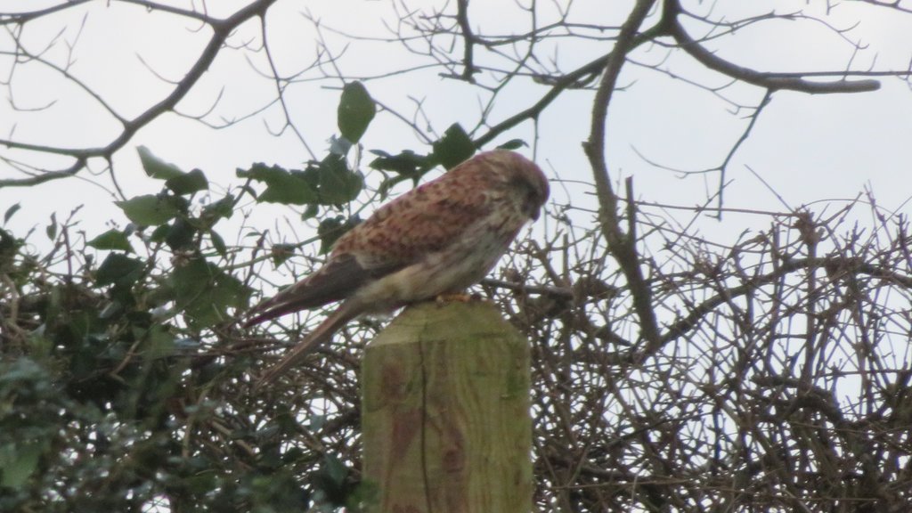 Kestrel busy hunting during storm Eunice 18th Feb 2022