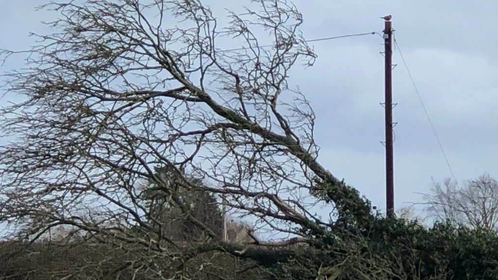 Kestrel next to fallen tree, 80 mph winds .... one hungry bird !